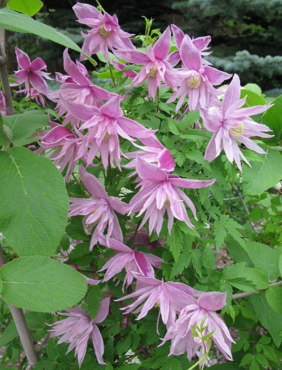 Spring Flowering Clematis