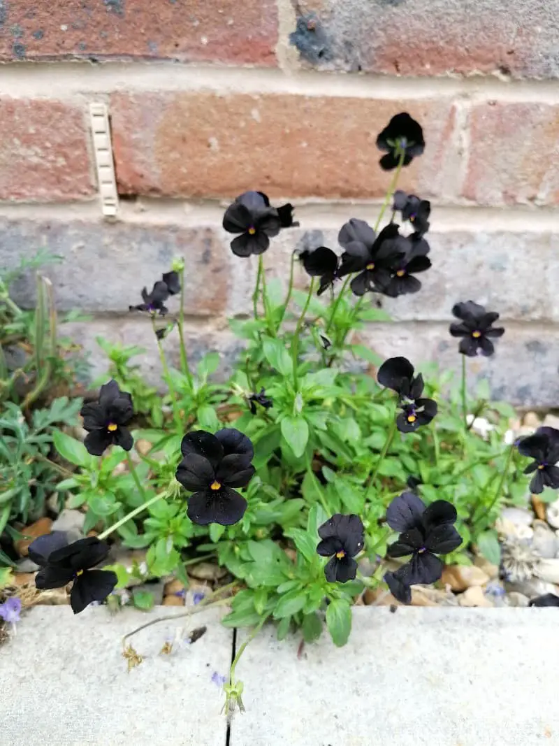 Viola ‘Molly Sanderson’.