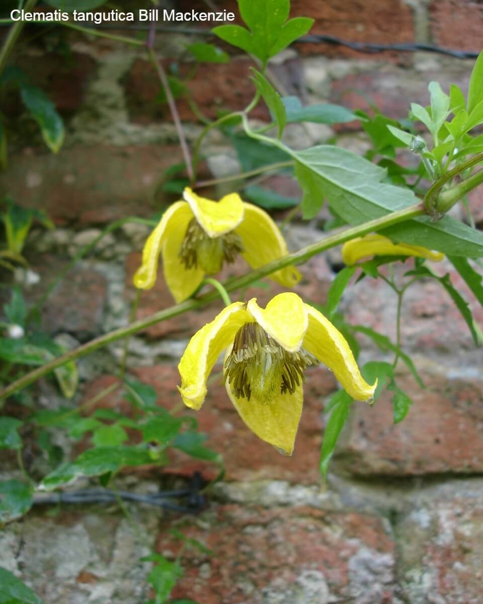 Autumn Flowering Clematis