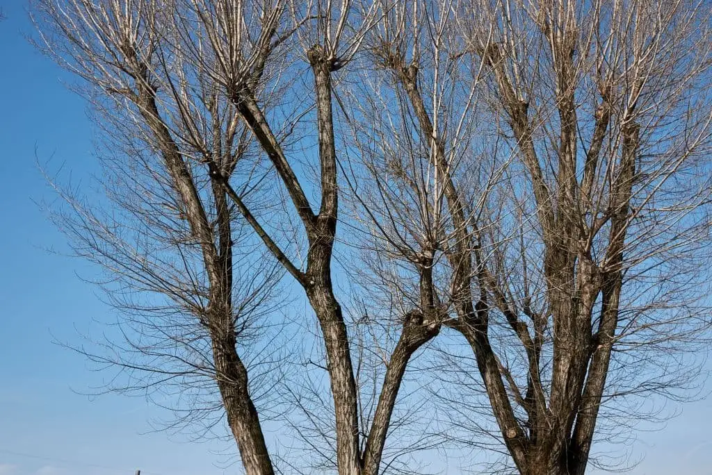 Gray Poplar Tree (Populus × canescens)