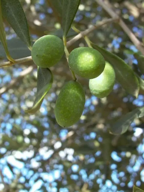 Cerignola Olive Tree (Olea europaea ‘Cerignola’).