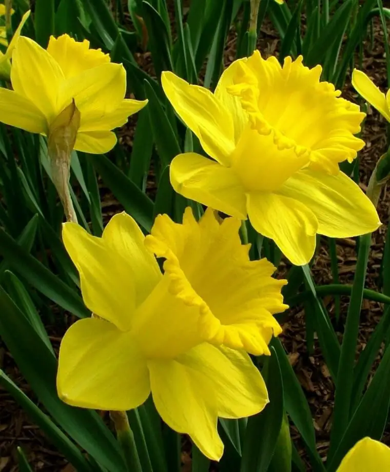 King Alfred Yellow Daffodils