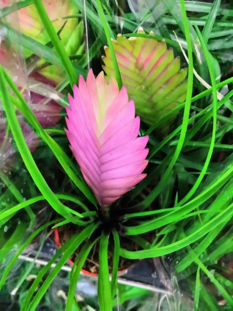 Pink quill plant (Tillandsia cyanea)