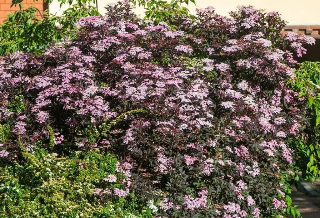 ‘Black Lace’ Elderberry (Sambucus nigra Black Lace®).