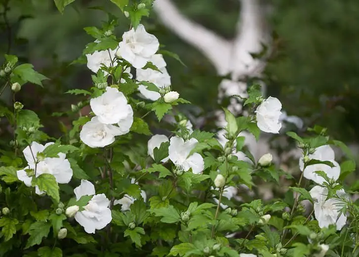 Hibiscus Syriacus ‘White Chiffon’