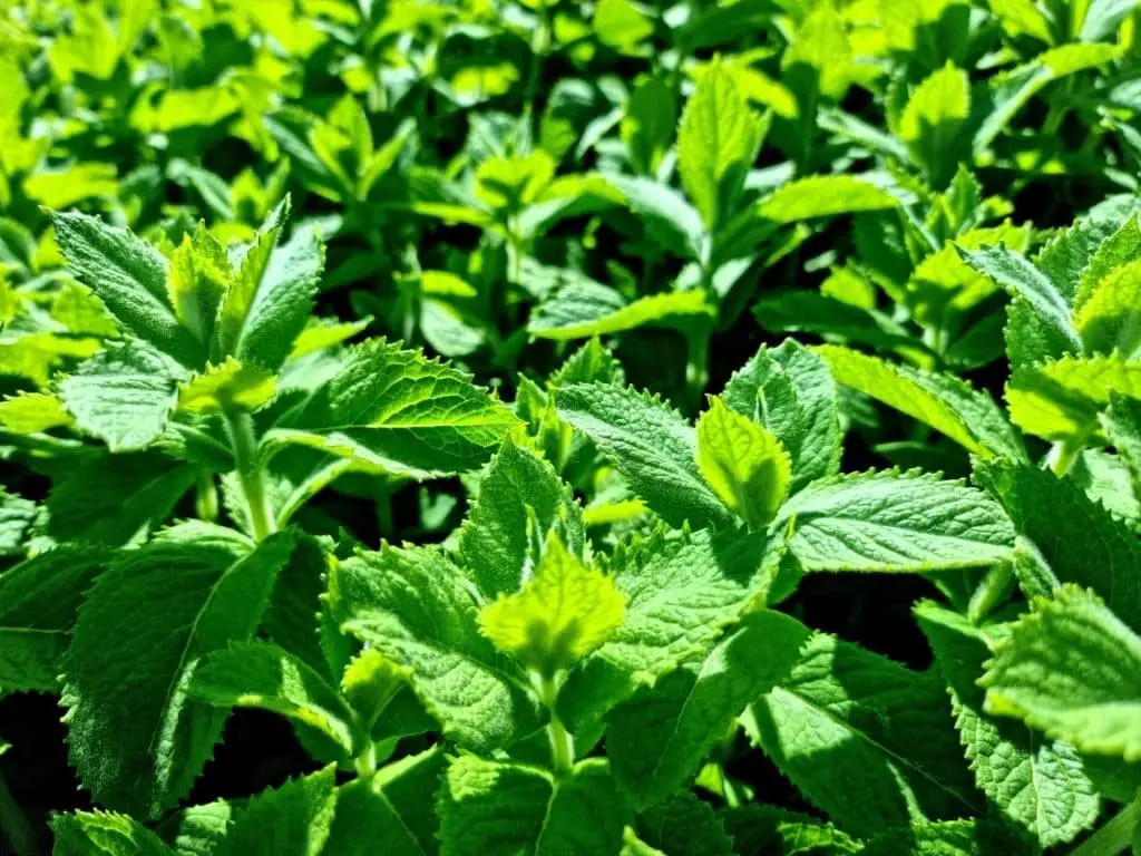 Apple Mint (Mentha suaveolens)