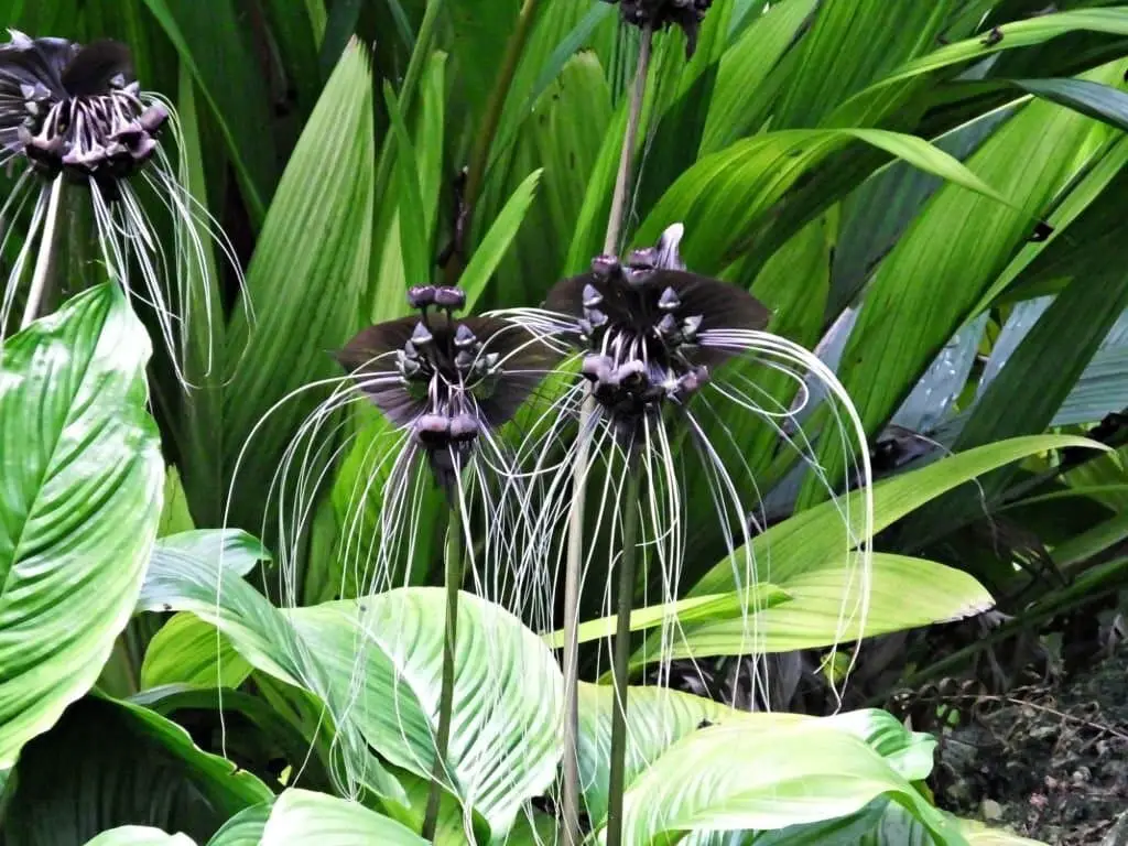 Black Bat Flower (Tacca chantrieri).