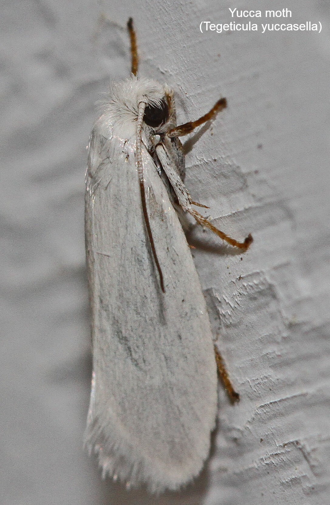 Yucca moth (Tegeticula yuccasella)