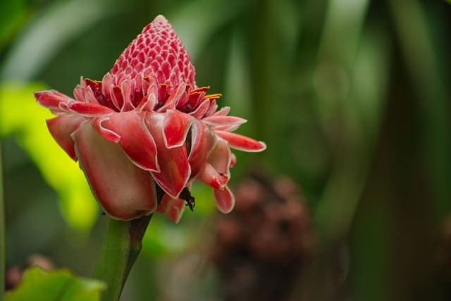 Ginger: The Zesty Healer