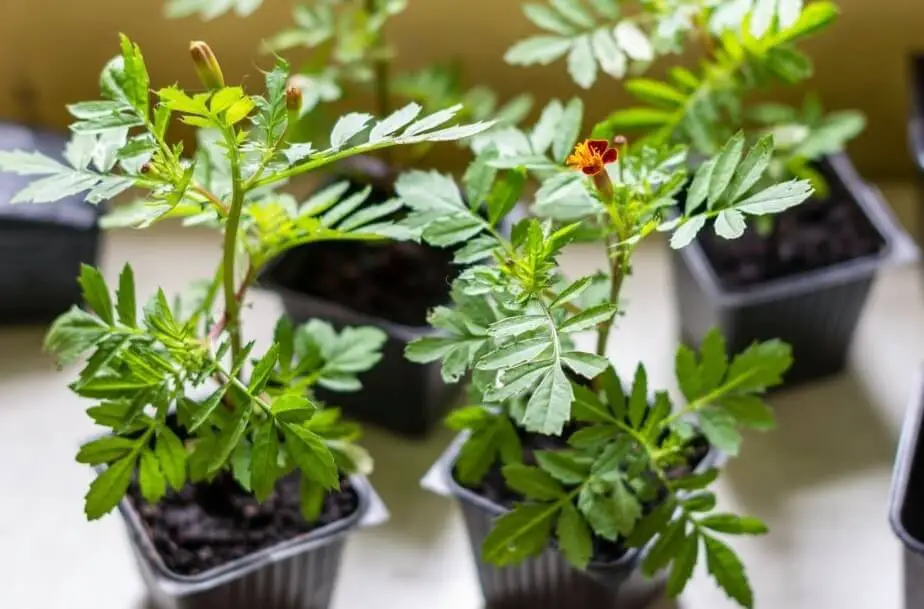 Growing marigold indoor tips