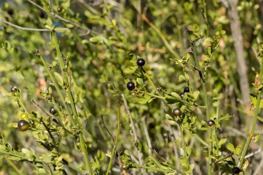 Wild Jasmine (Jasminum Fruticans)