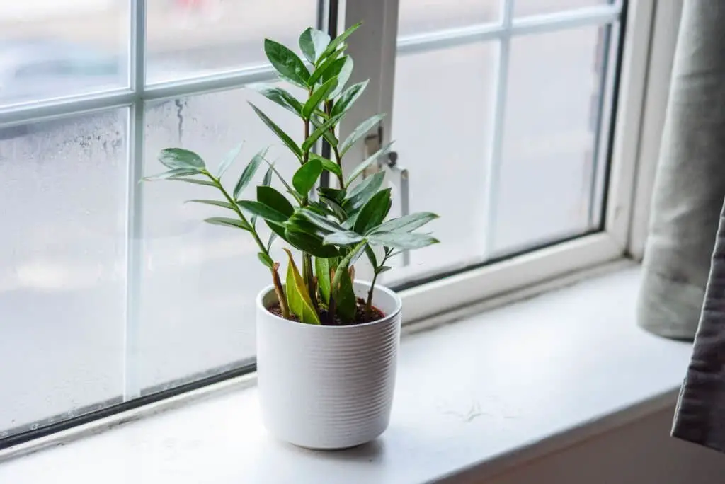 ZZ Plant or Zamioculcas Zamiifolia