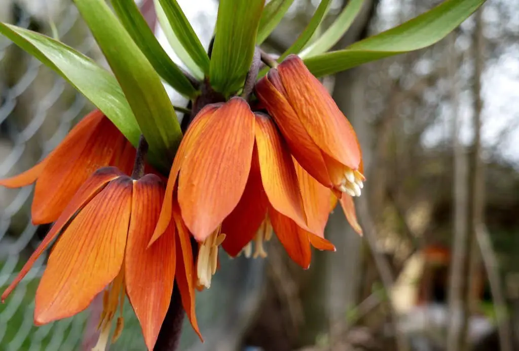 Crown Imperial (Fritillaria imperial).