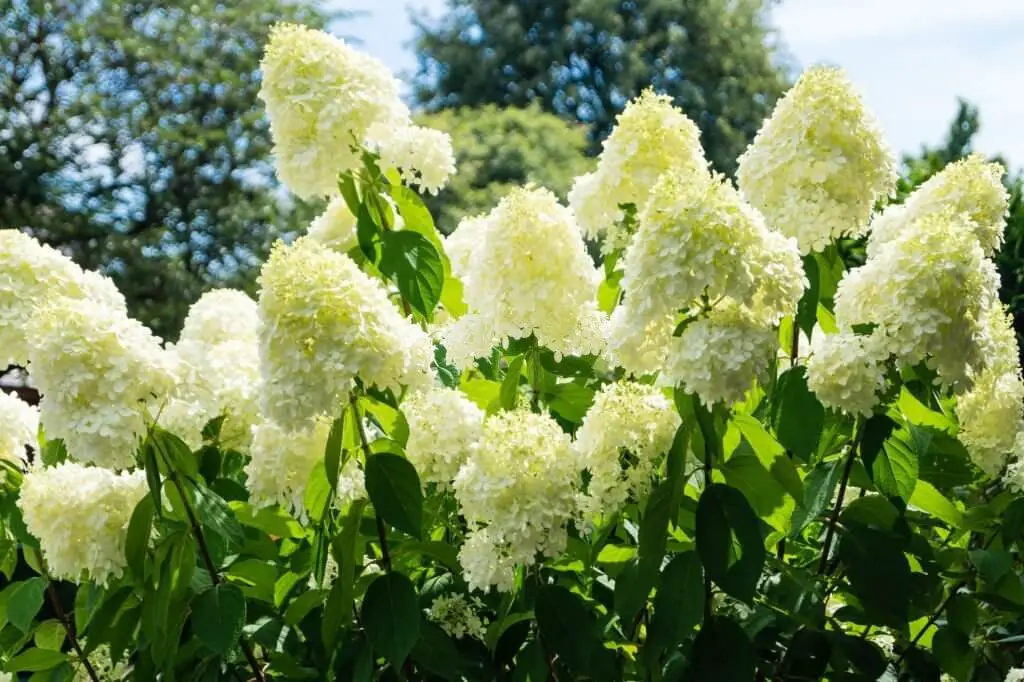 Hydrangea ‘Grandiflora’ (Hydrangea paniculata ‘Grandiflora’).