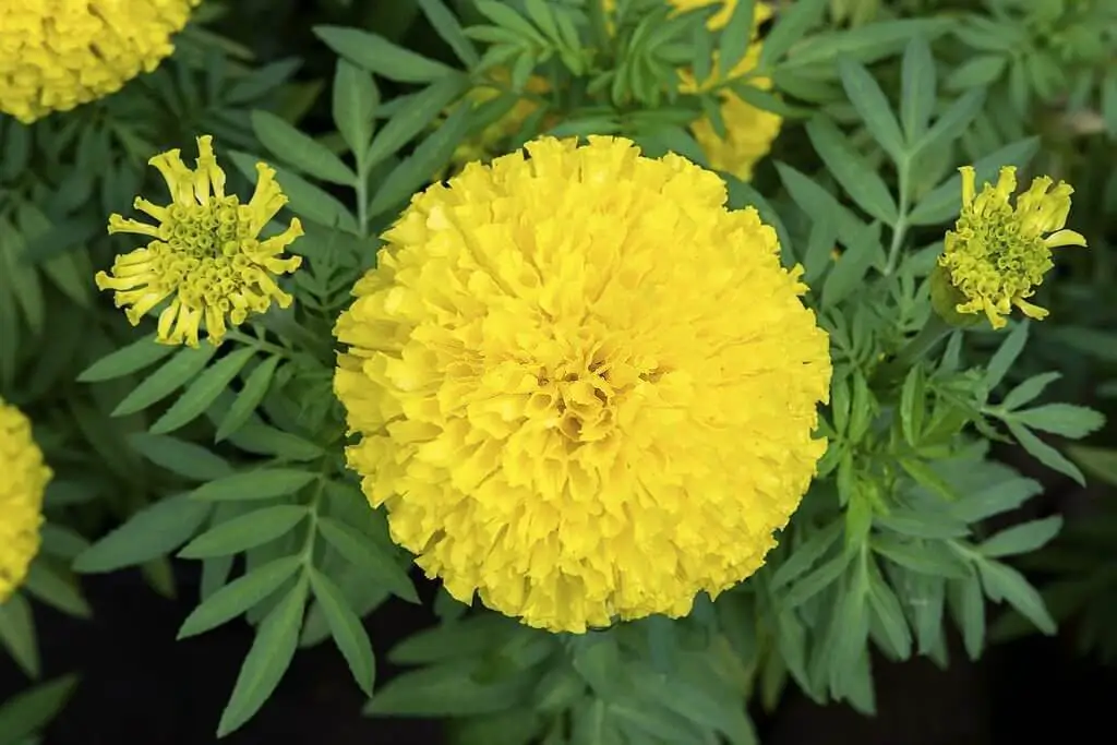 African Marigold (Tagetes erecta).