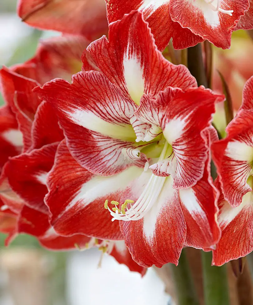 Types and Varieties of Amaryllis