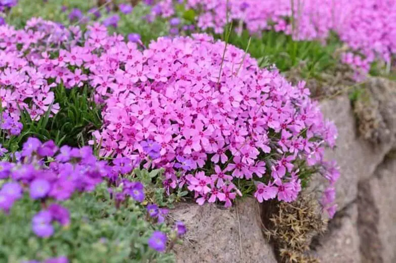 #2. Creeping phlox (Phlox subulata)