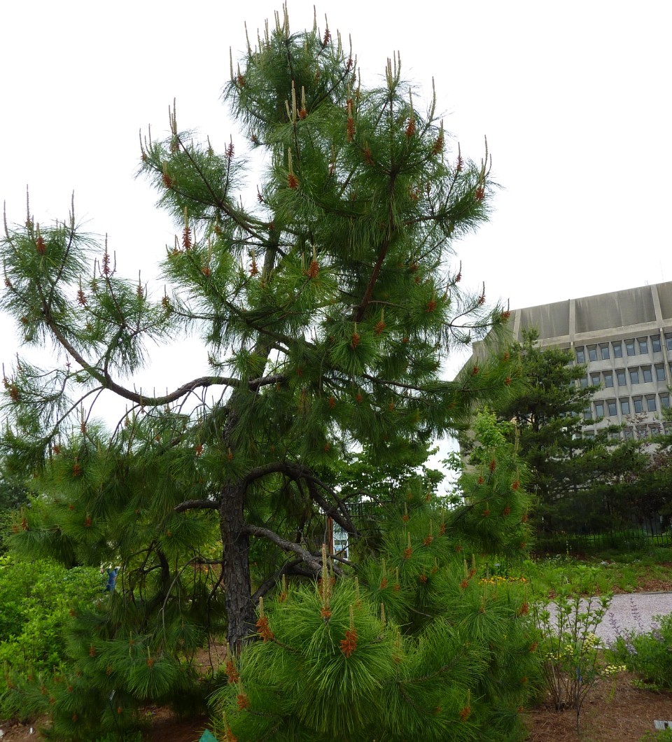 Pond Pine (Pinus serotina)