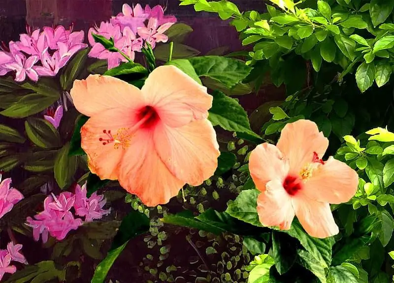 Hibiscus