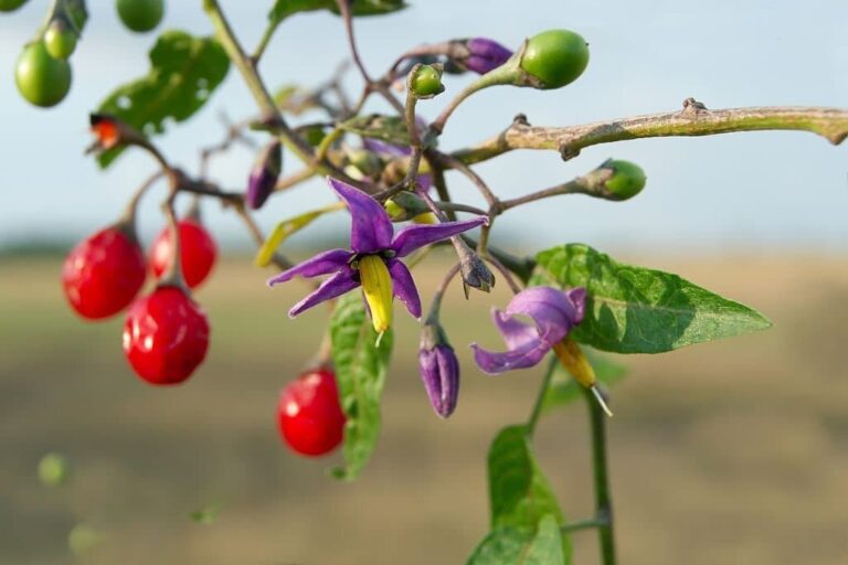 21 Types Of Vines With Beautiful Purple Flowers (With Pictures)