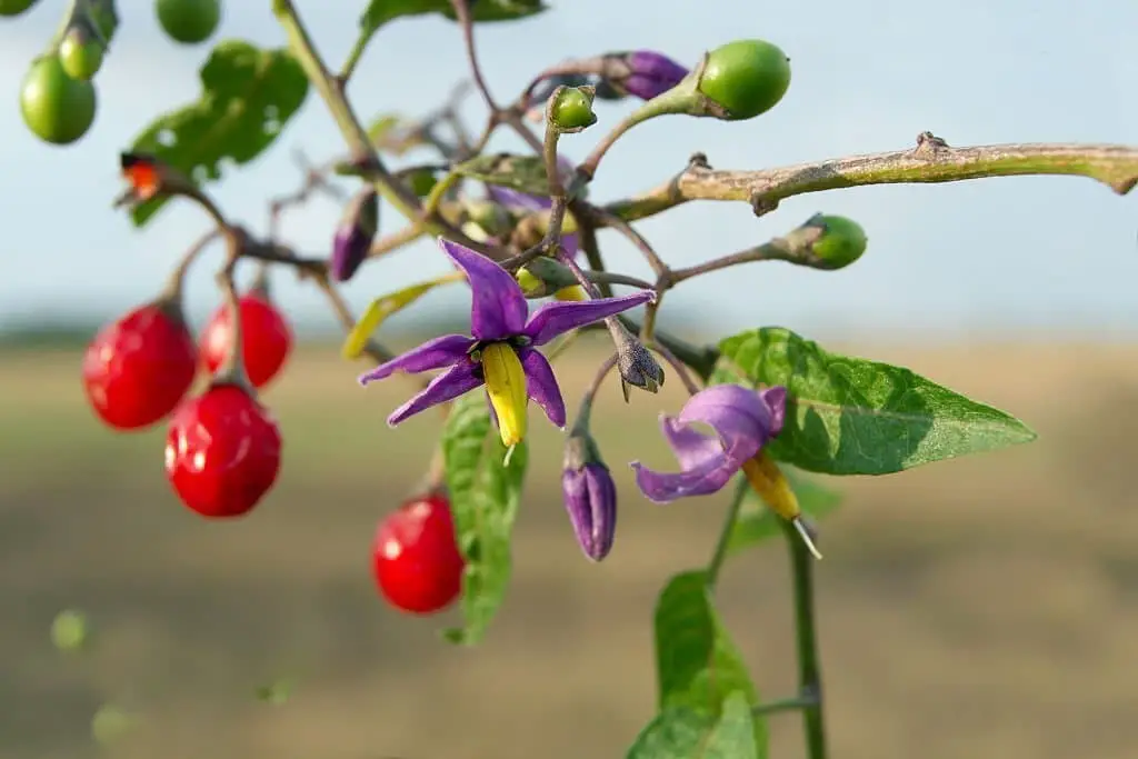 Bittersweet Nightshade (Solanum dulcamara).