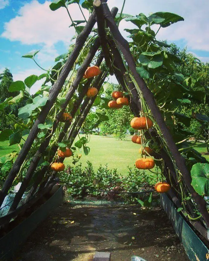 Trellis For Pumpkins