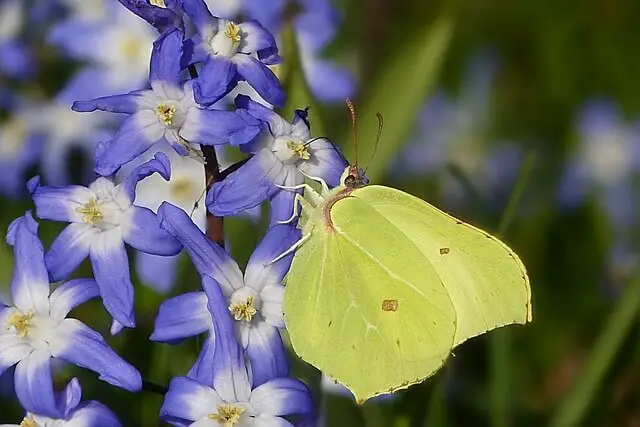 Yellow butterfly meaning