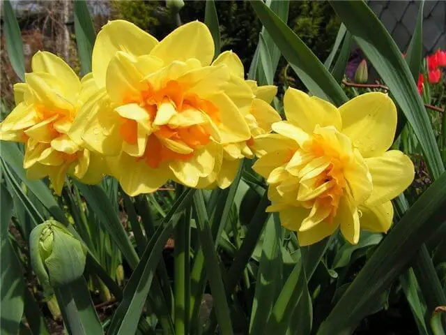 Daffodil Bulb Ideas for Autumn Gardening: Fall Bulb Planting Brings Narcissus Spring Flowers