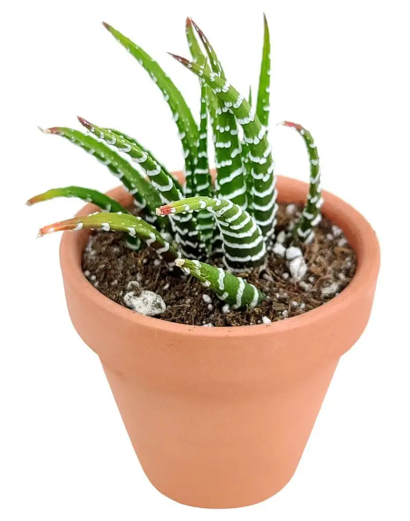 Haworthia Fasciata ‘Zebra Haworthia’.