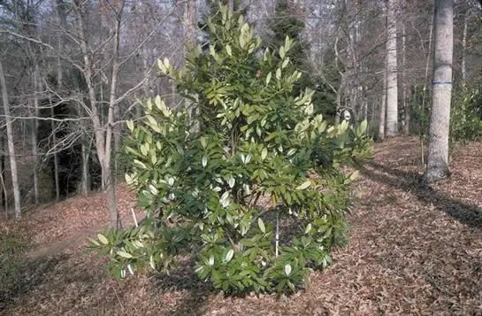 Lusterleaf Holly (Ilex latifolia)