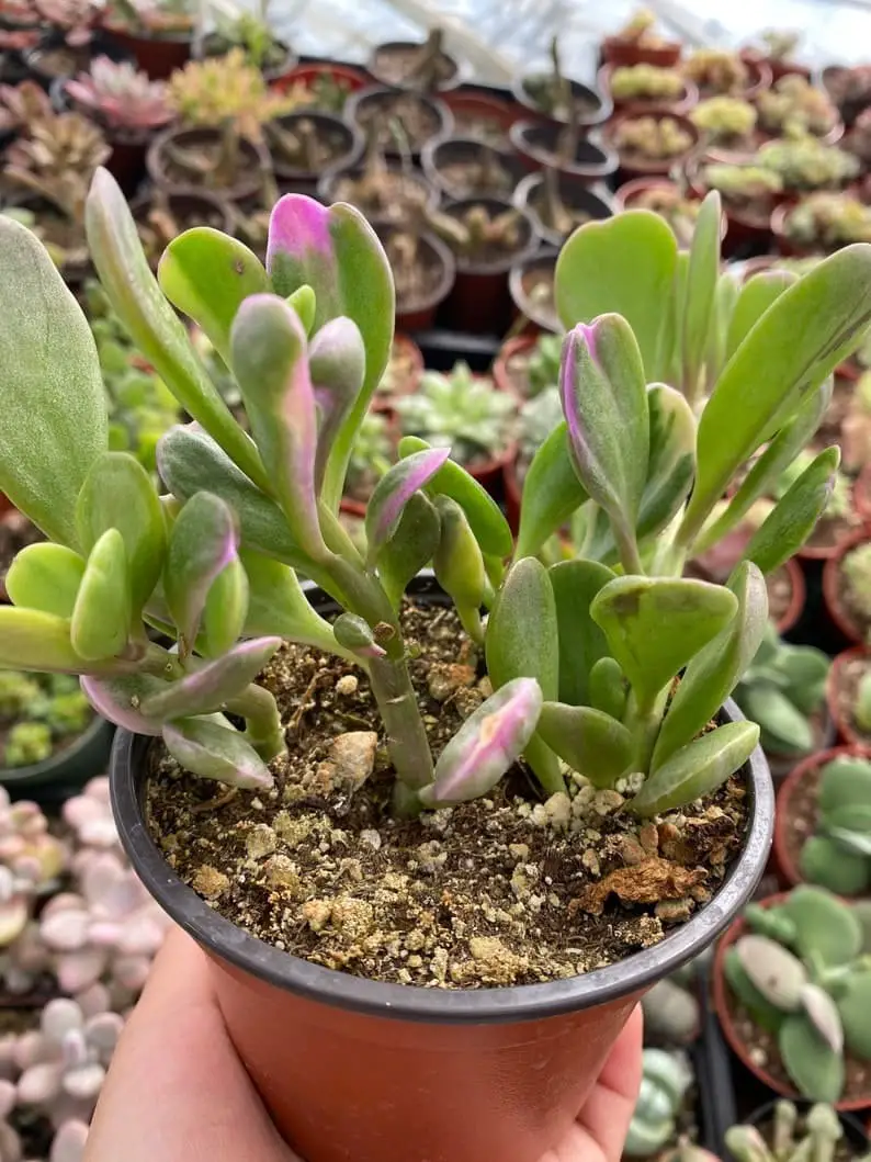 Variegated Trailing Jade (Crassula Sarmentosa ‘Comet’).