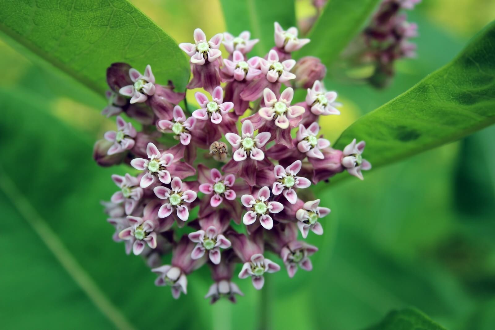 #3. Milkweed