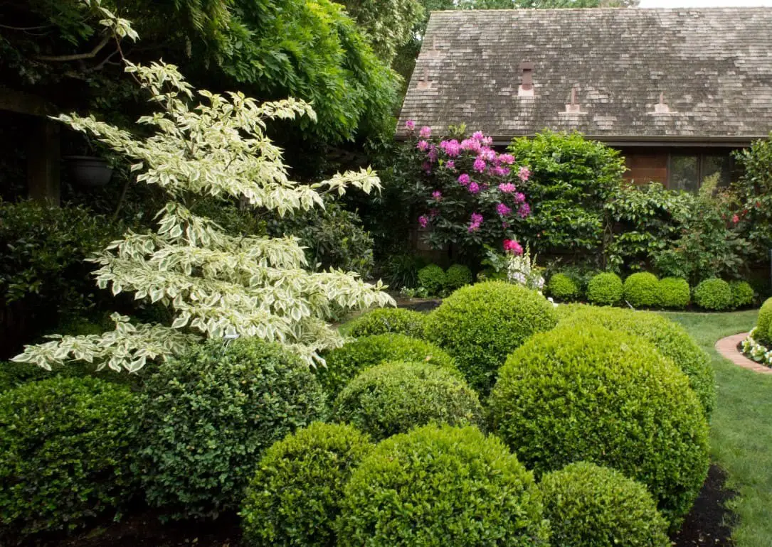 Hedges and Shrubs