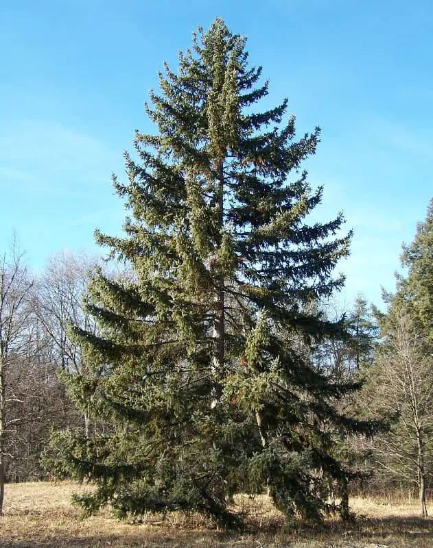 Koyama’s spruce (Picea koyamae)