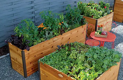 Urban Gardening The Raised Bed Method