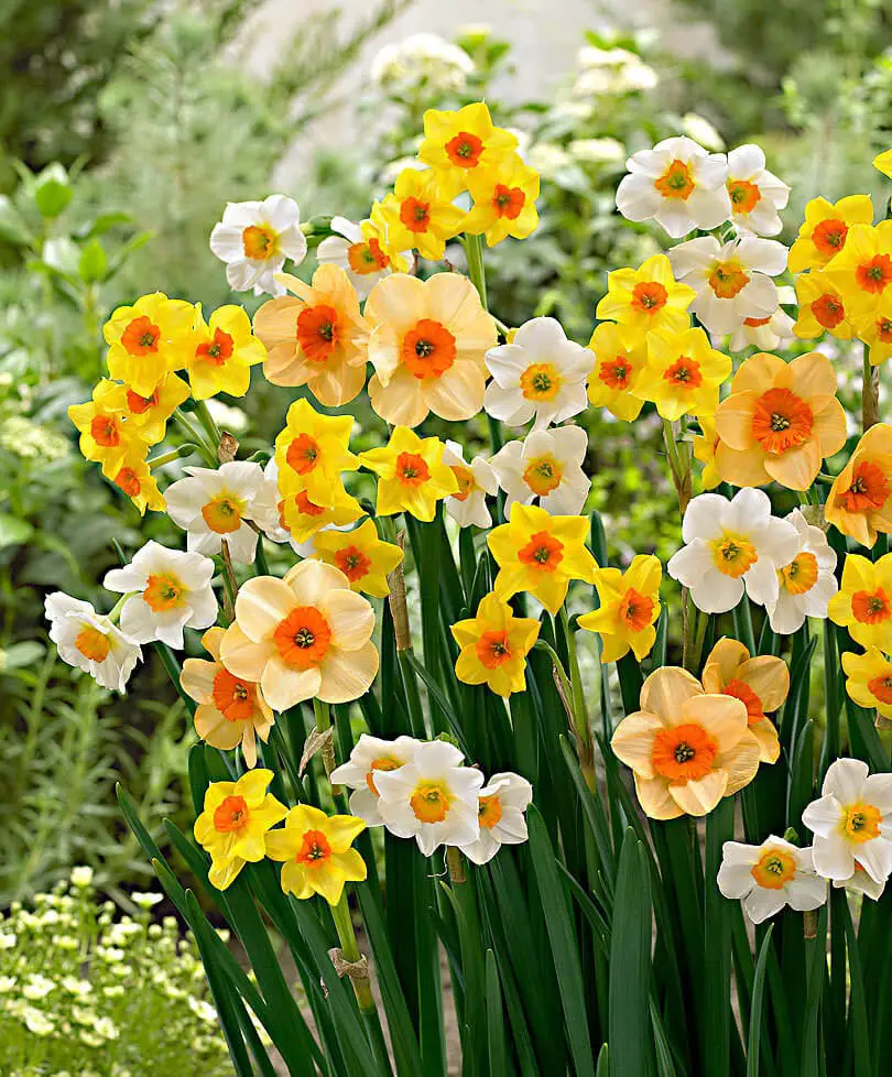 Heirloom Narcissus Species