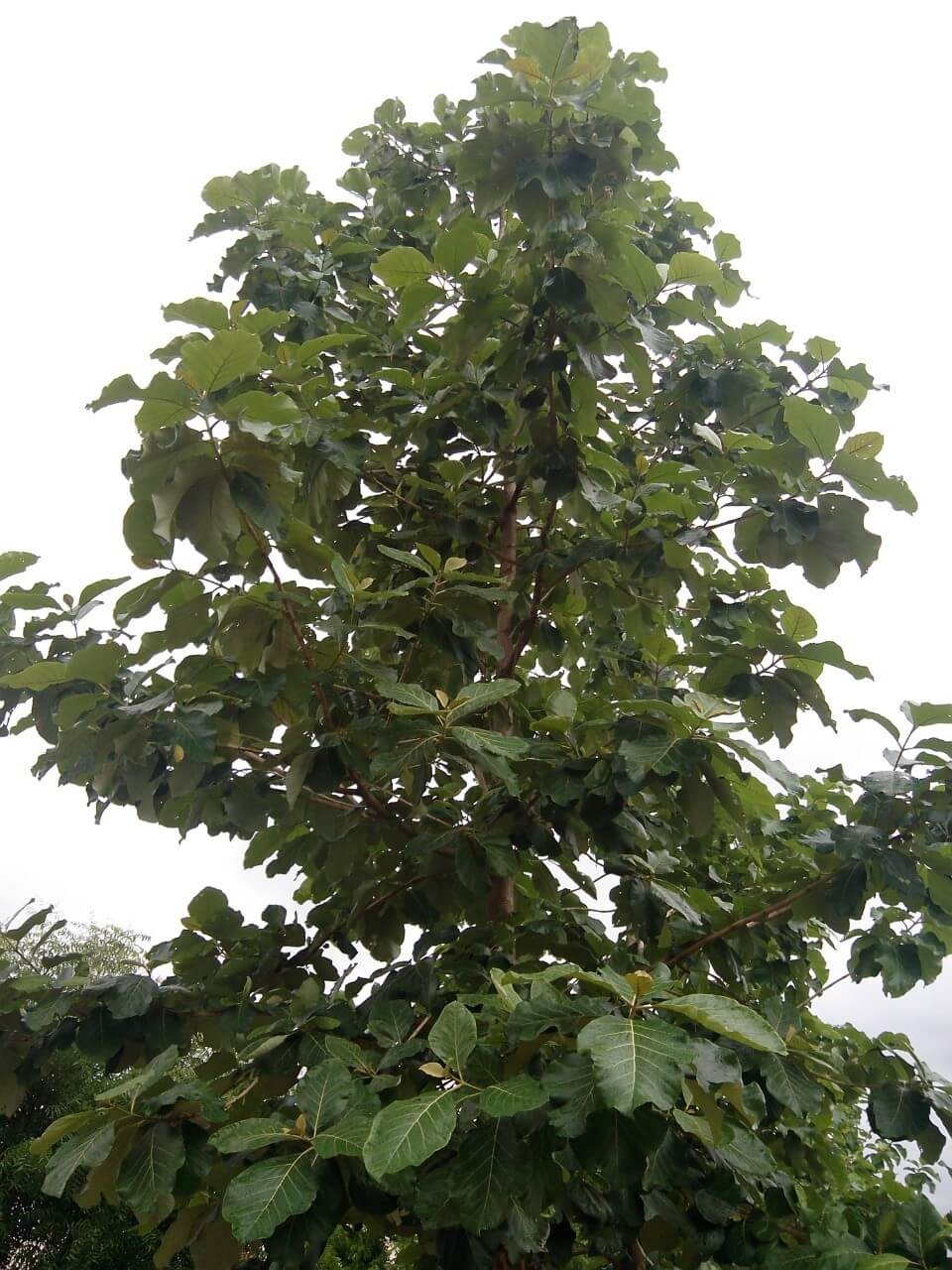 Teak trees