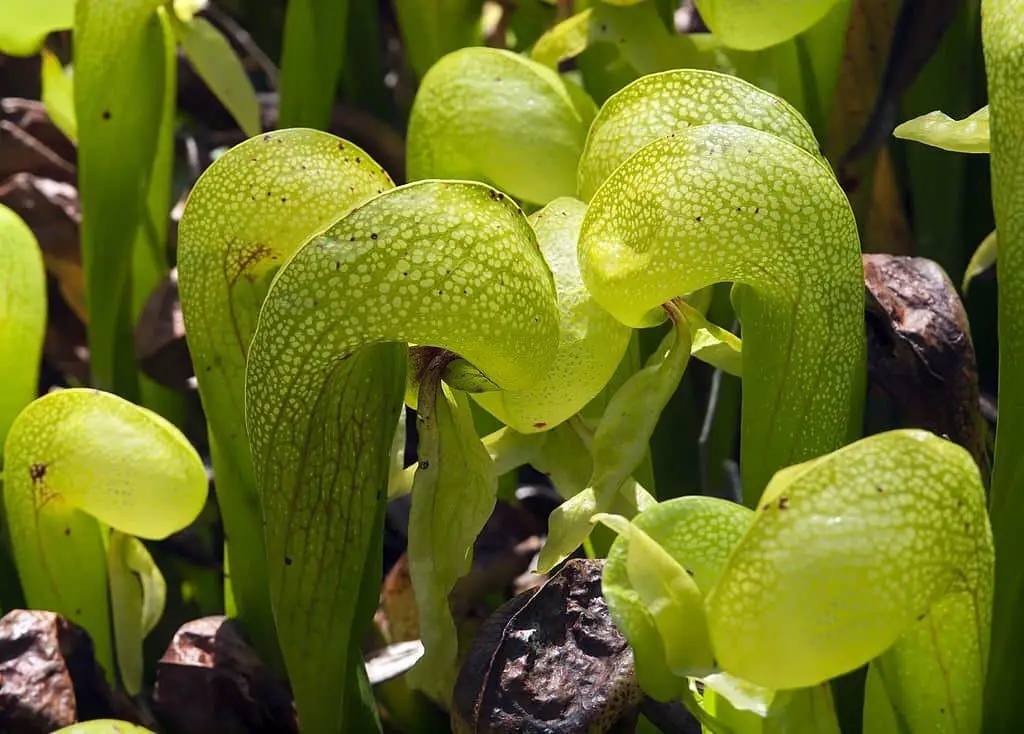 Cobra lily (Darlingtonia californica).