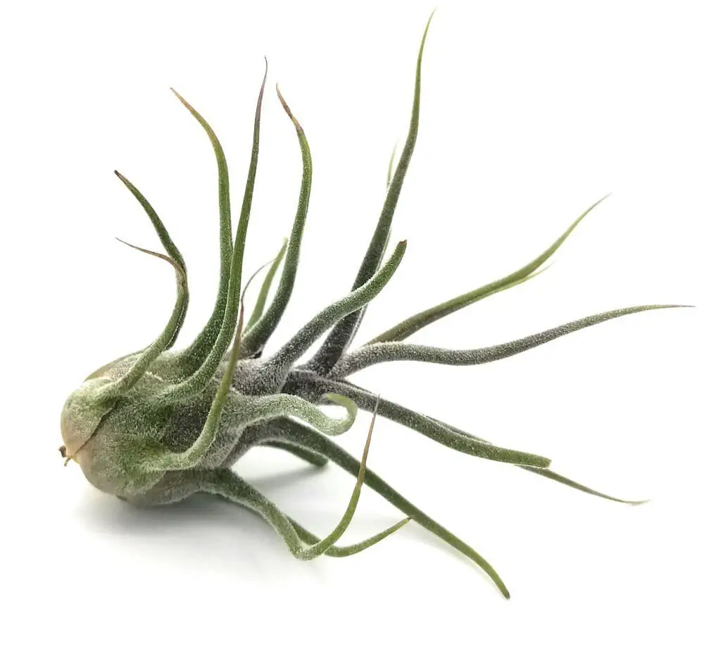 Fuzzy wuzzy (Tillandsia pruinosa)