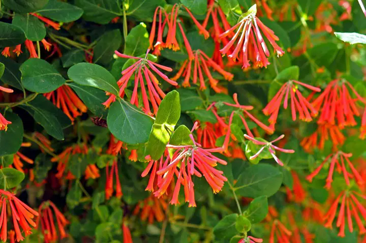 #13. Trumpet Honeysuckle