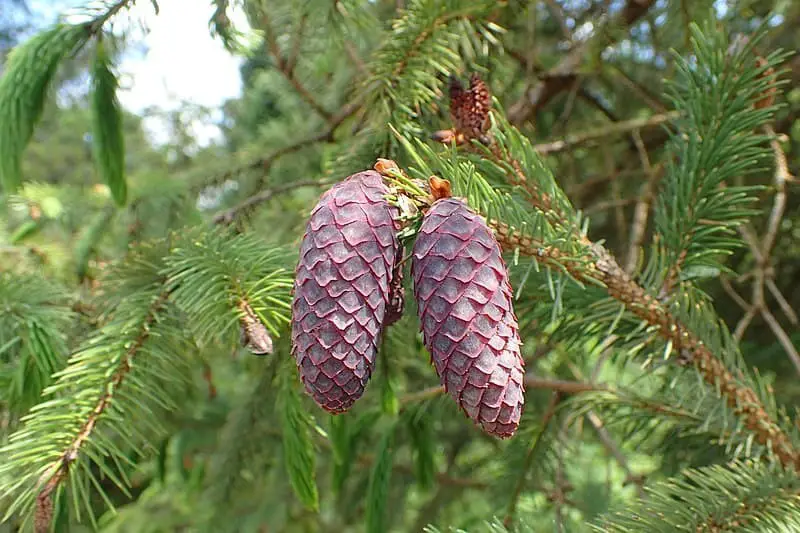 Sikkim spruce (Picea spinulosa)