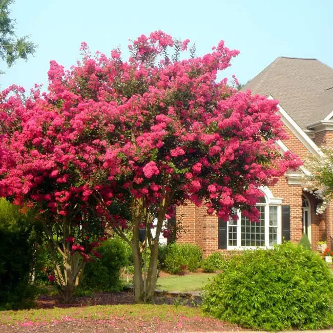 27 Magnificent Trees With Pink Flowers Blooming All Around (With Photos)