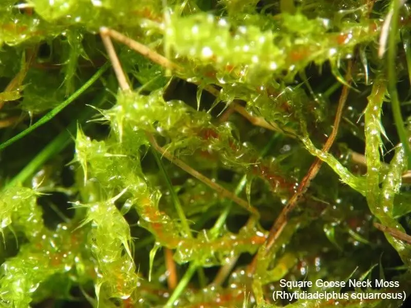 Square Goose Neck Moss (Rhytidiadelphus squarrosus)