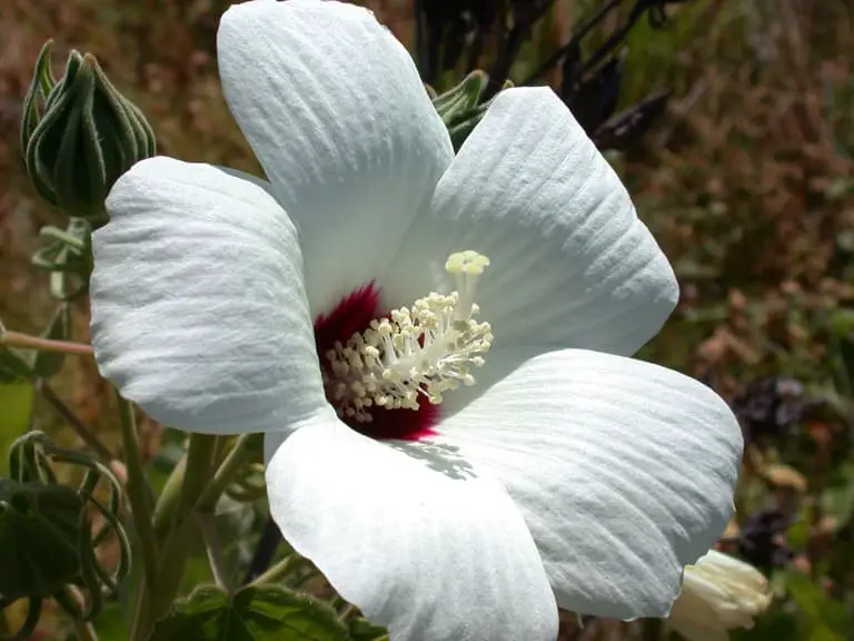 Hibiscus lasiocarpos (Woolly rose-mallow)