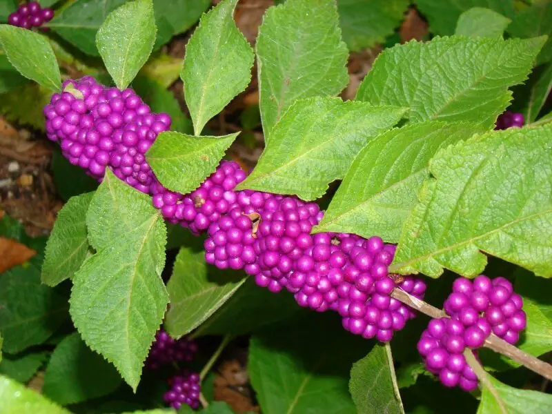 #10. Beautyberry