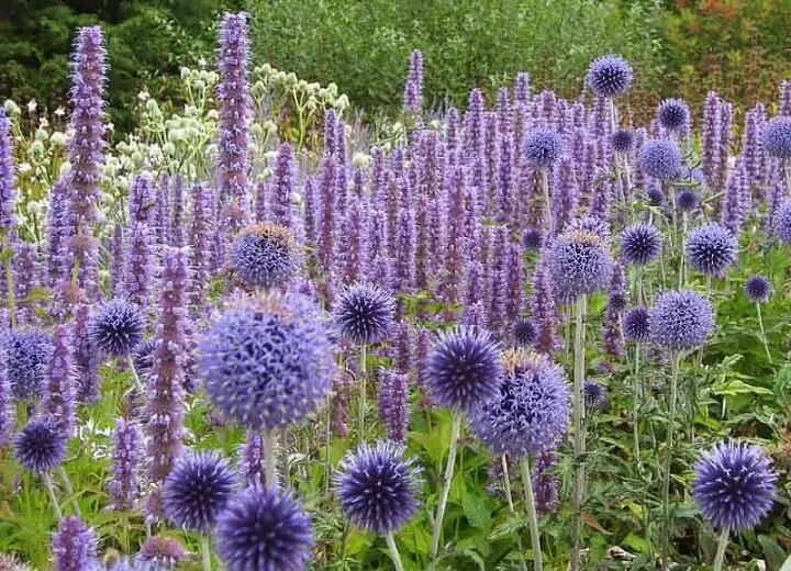 Growing Agastache in the Drought-Tolerant Garden