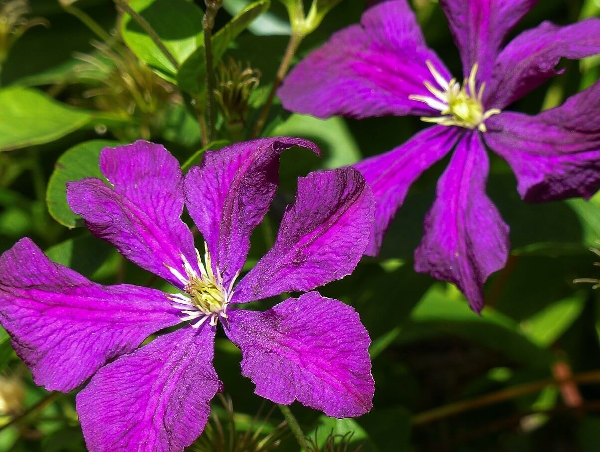 How and When to Prune Climbing Clematis Plants