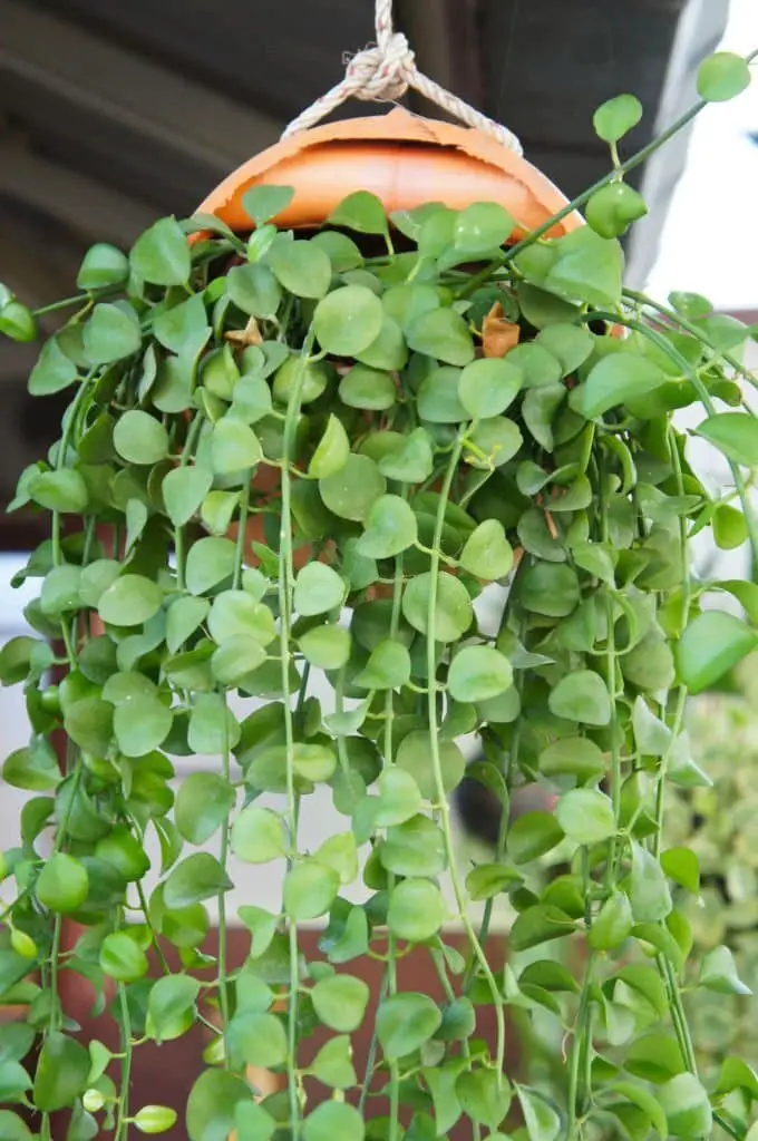 String of Nickels (Dischidia nummularia).