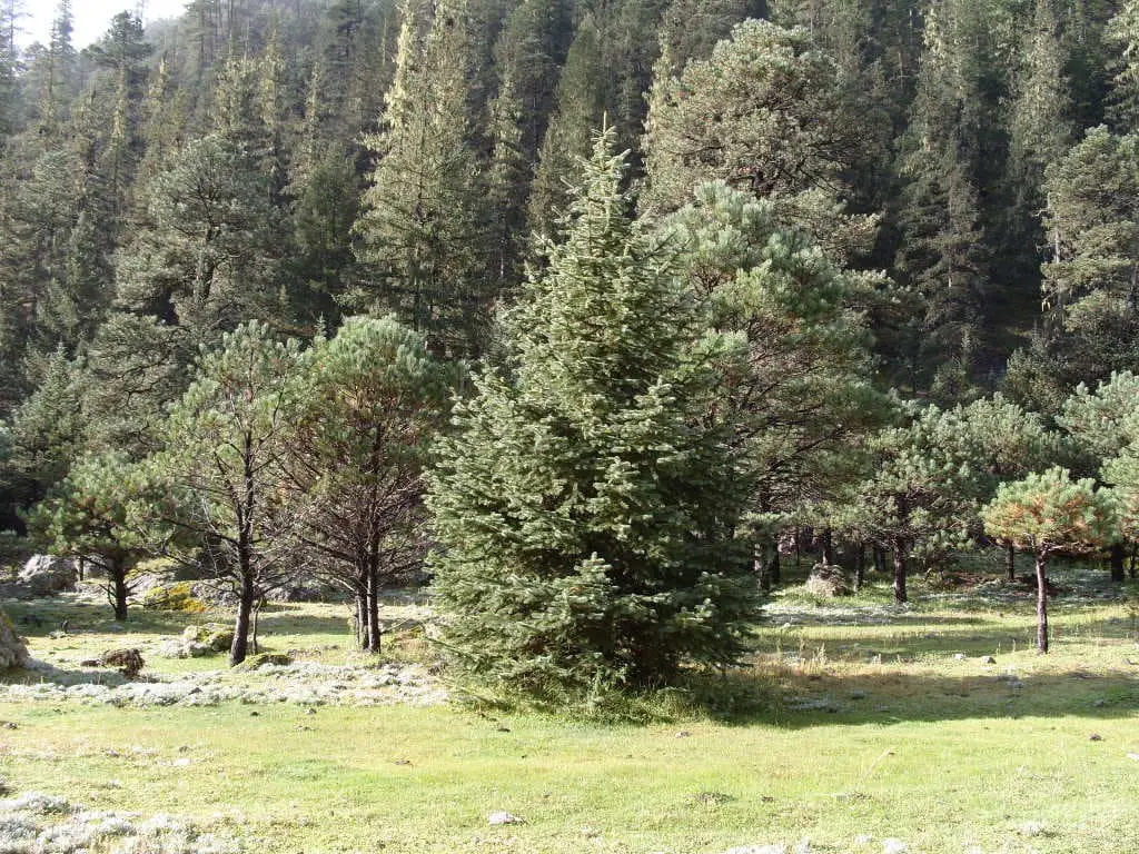 Chihuahua spruce (Picea chihuahuana)