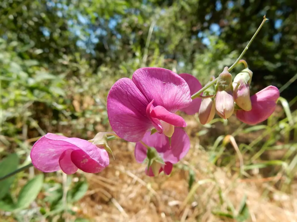 Perennial pea (Lathyrus latifolius)